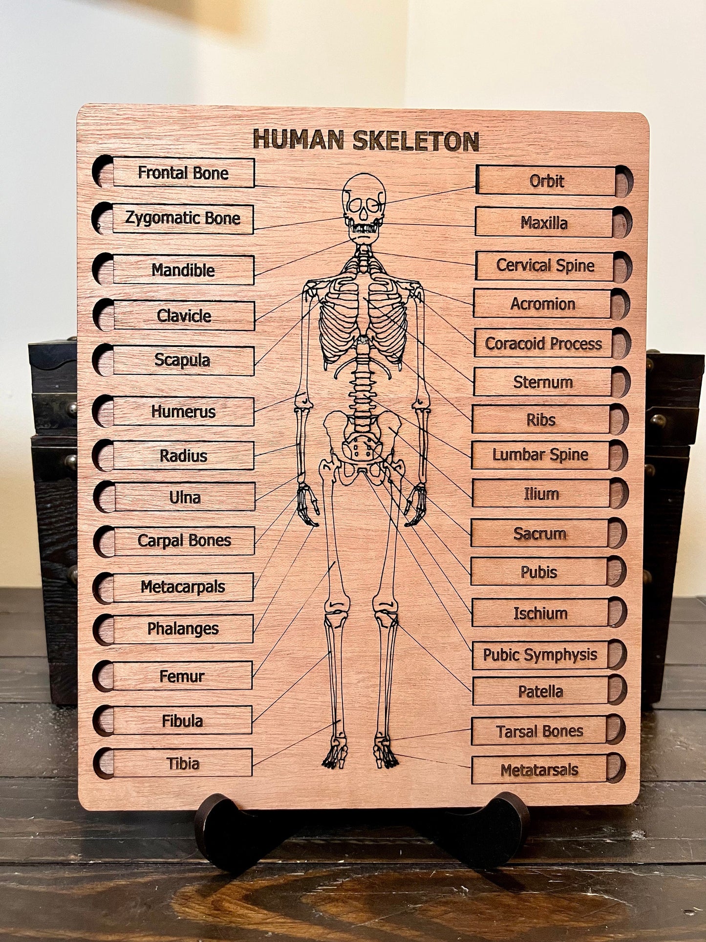 Human Skeleton Puzzle