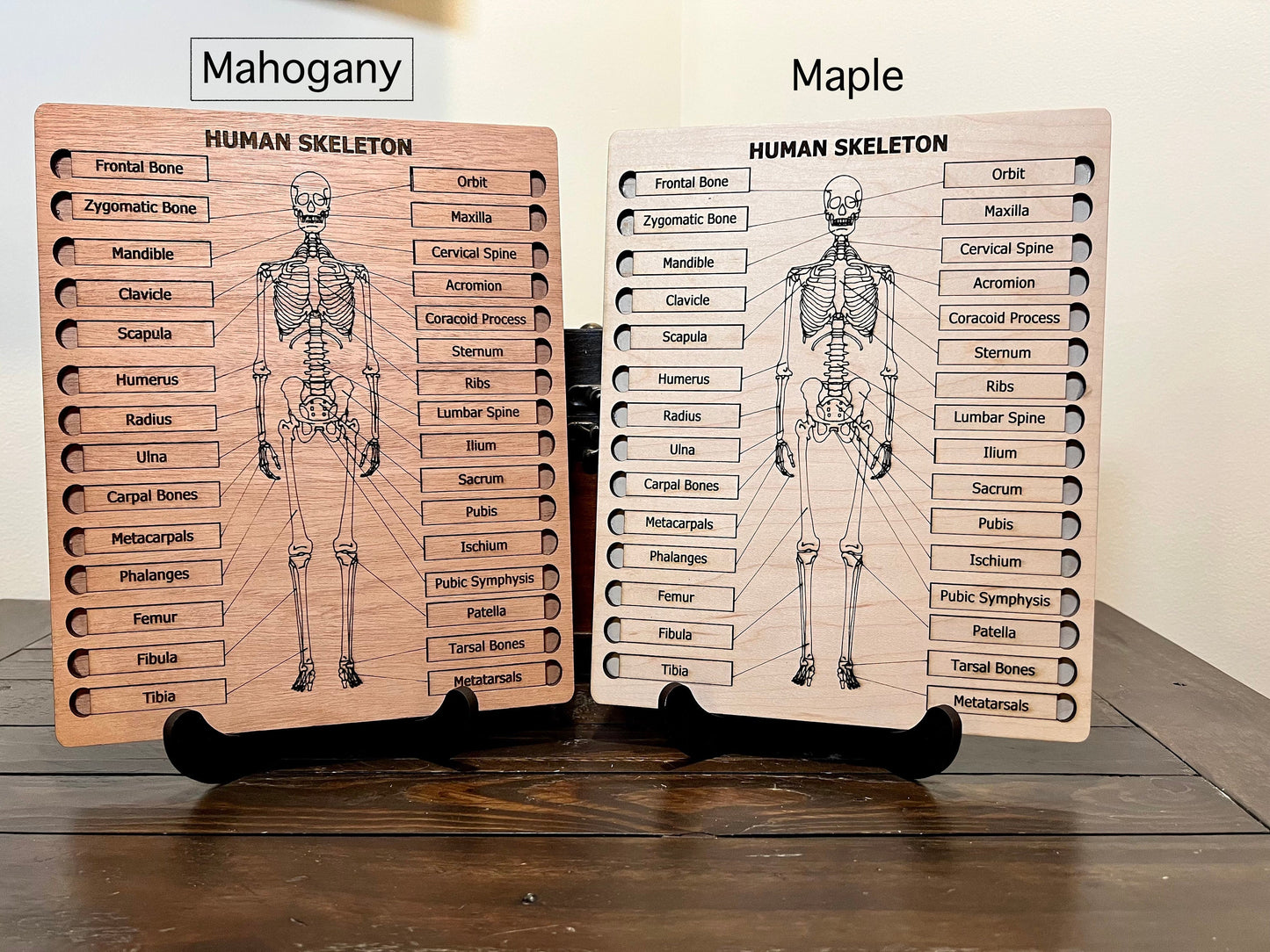 Human Skeleton Puzzle