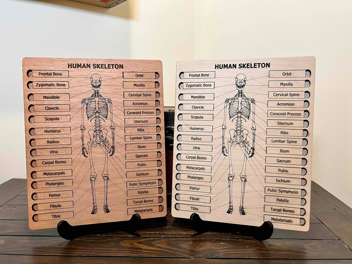 Human Skeleton Puzzle