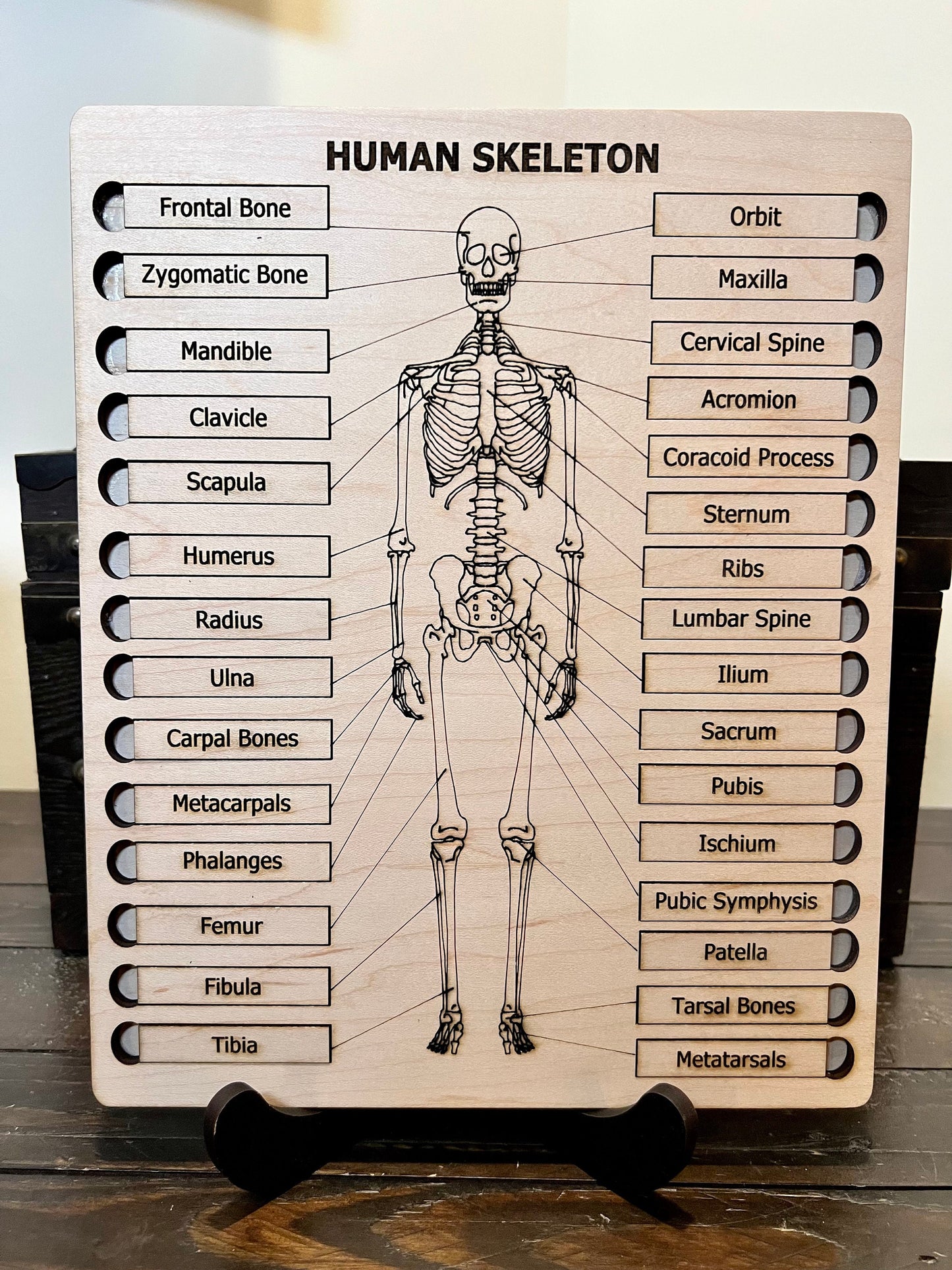Human Skeleton Puzzle
